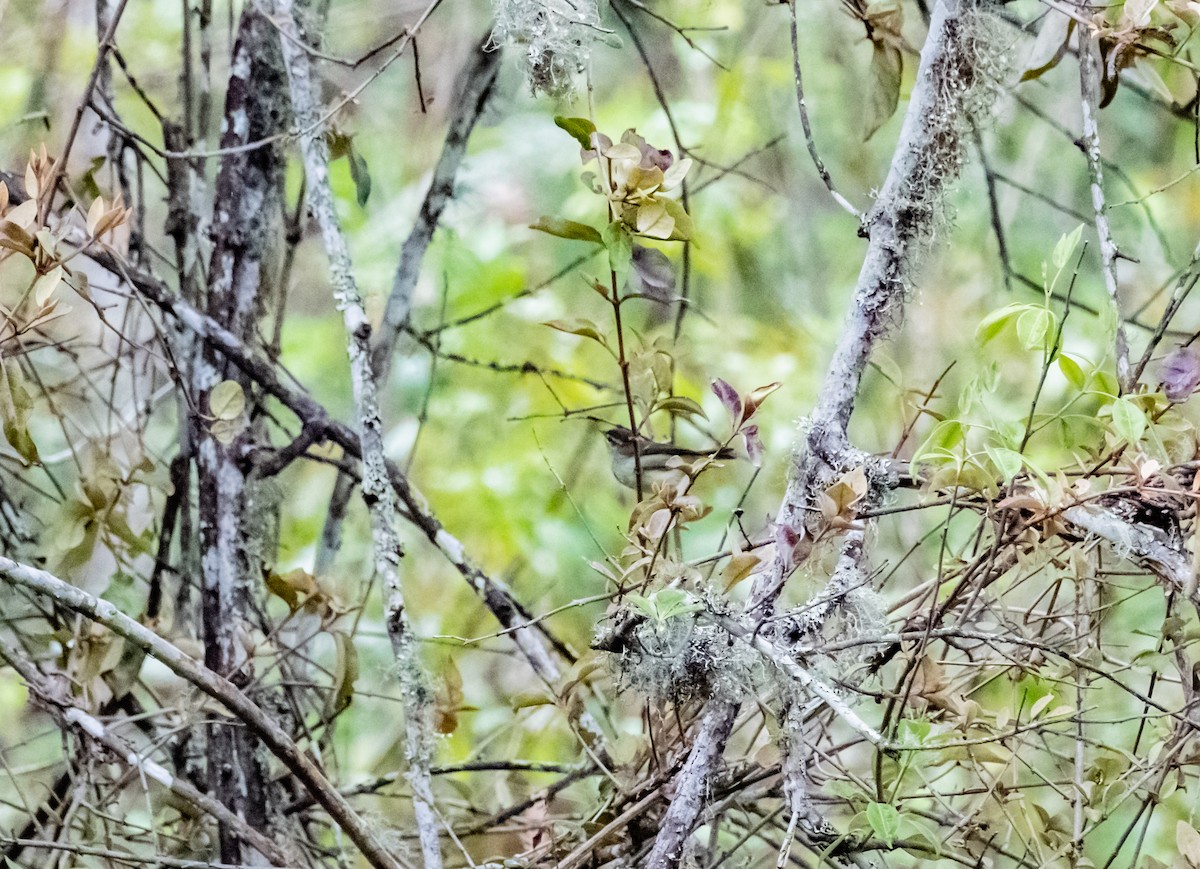 Tickell's Leaf Warbler - ML619881901