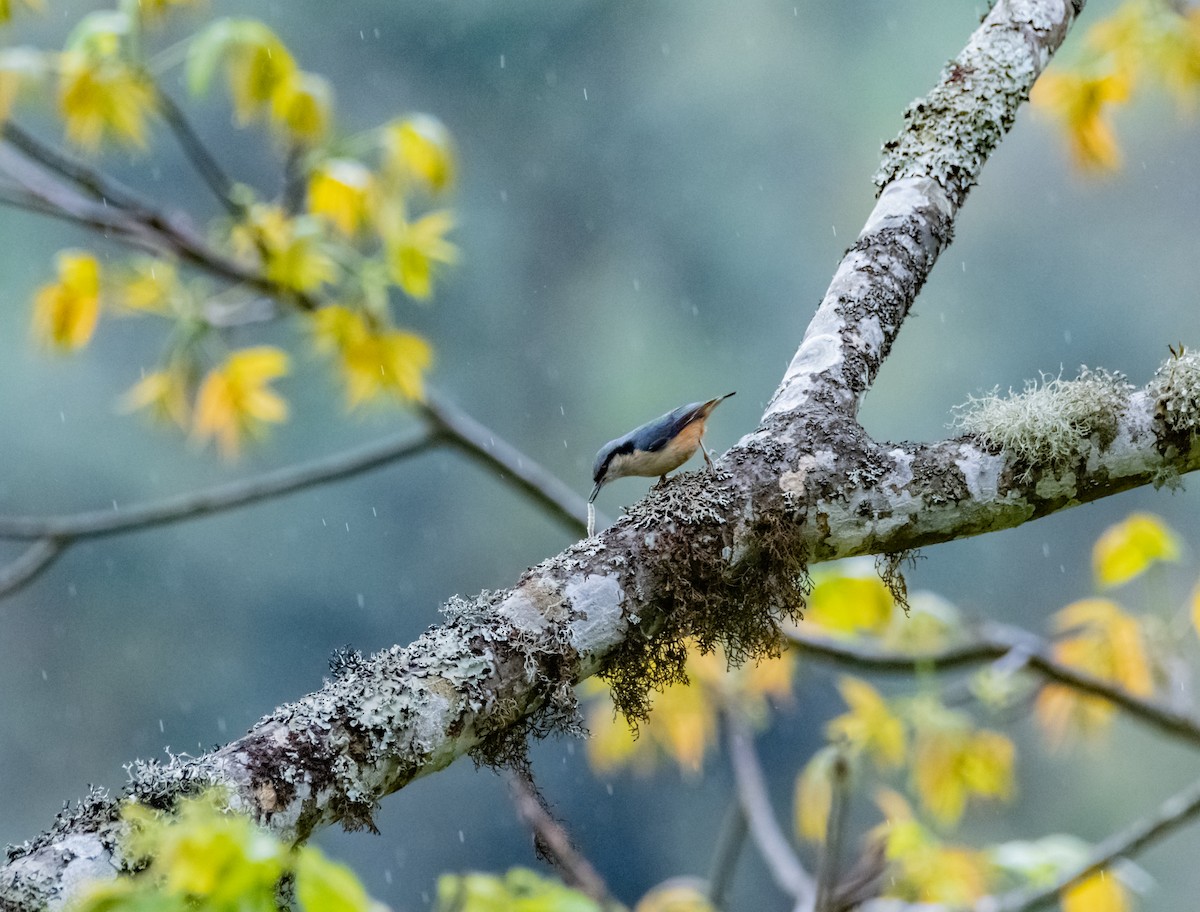 White-tailed Nuthatch - ML619881904