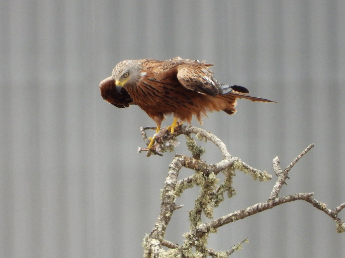 Red Kite - ML619881908