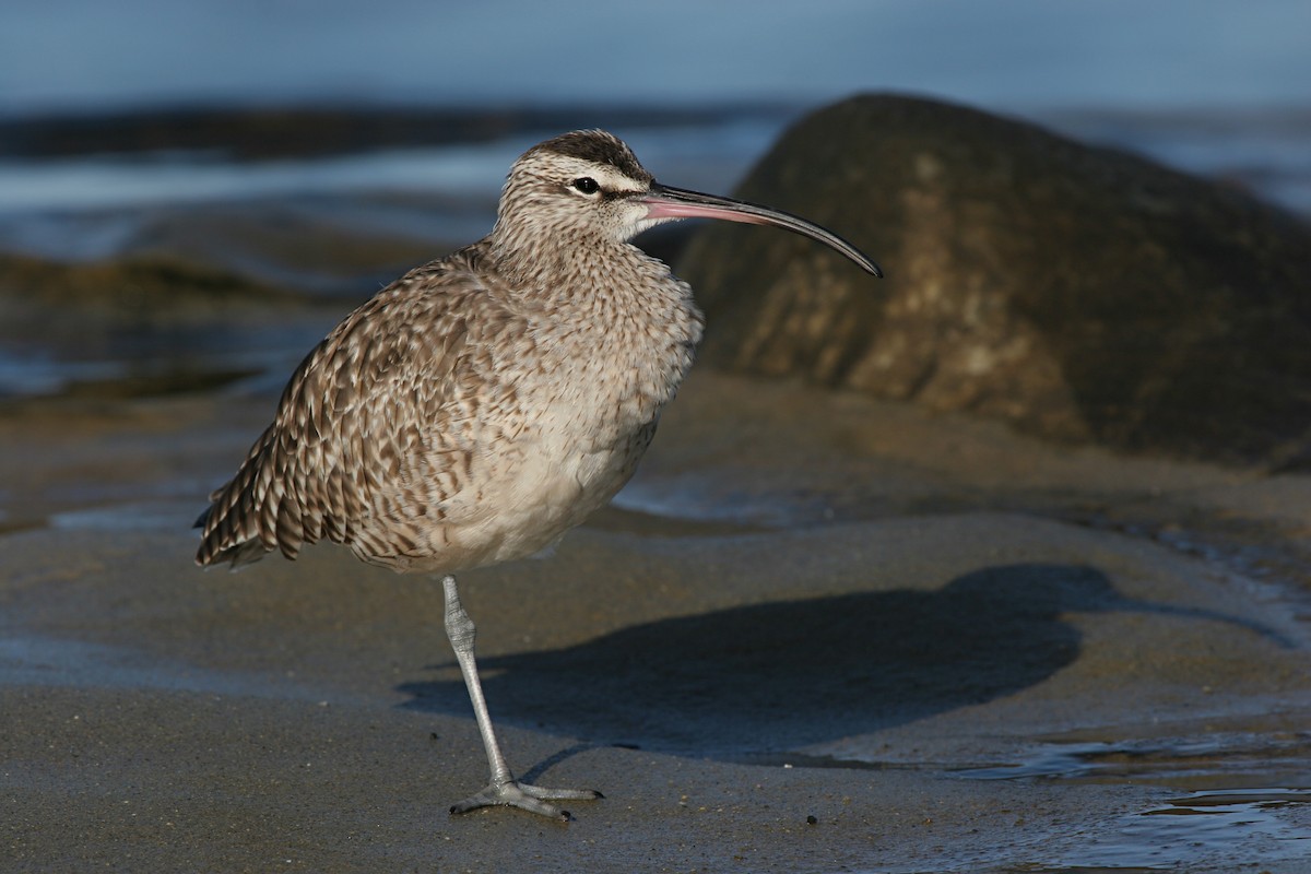 Whimbrel - ML619881910