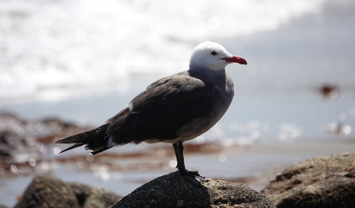 Gaviota Mexicana - ML619881943