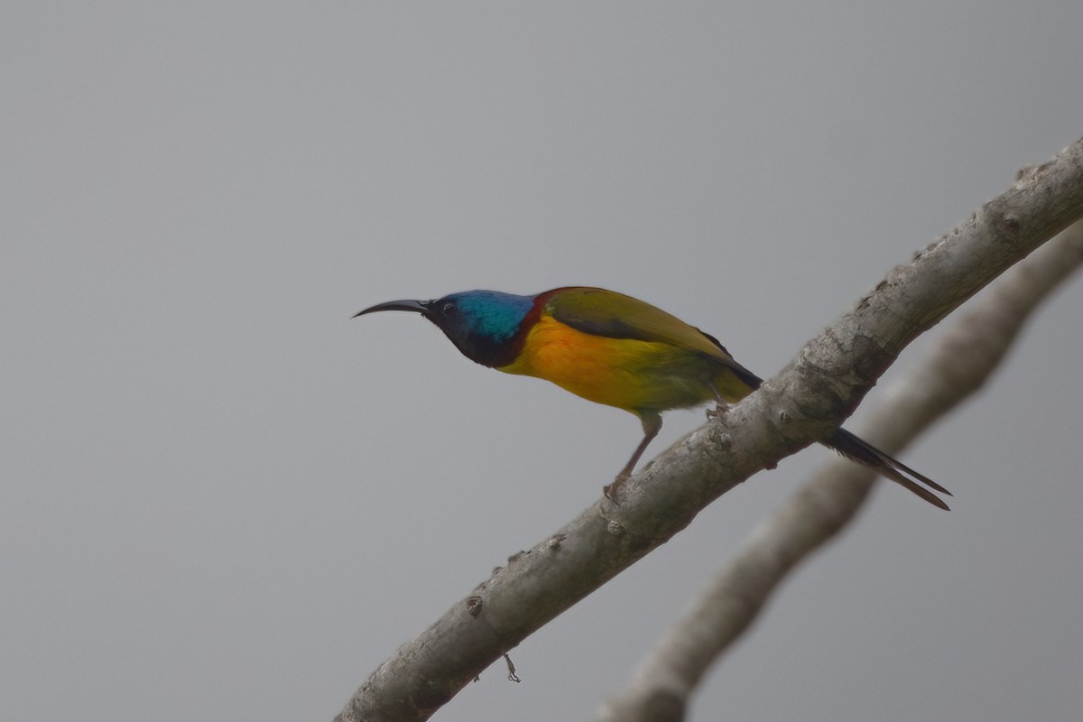 Green-tailed Sunbird - ML619881946