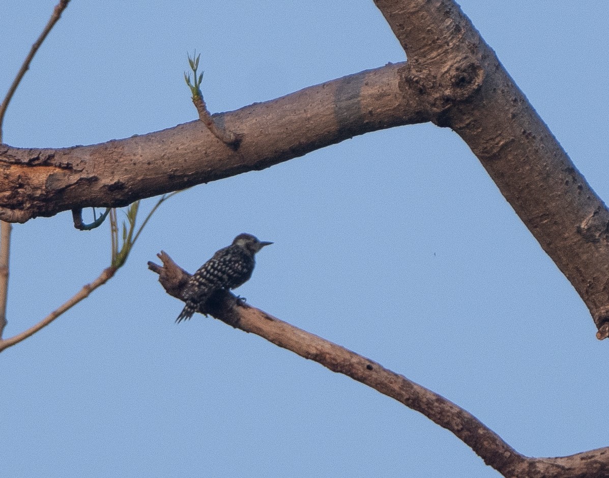 Brown-capped Pygmy Woodpecker - ML619881959