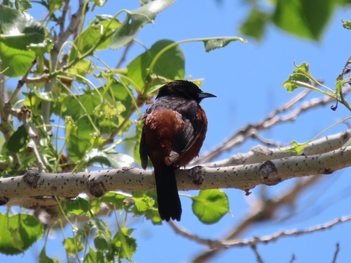 Orchard Oriole - ML619881966