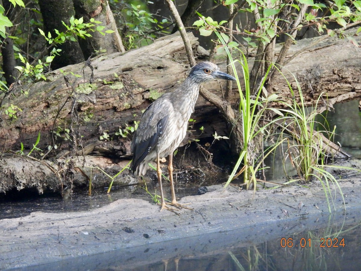 Yellow-crowned Night Heron - ML619881972