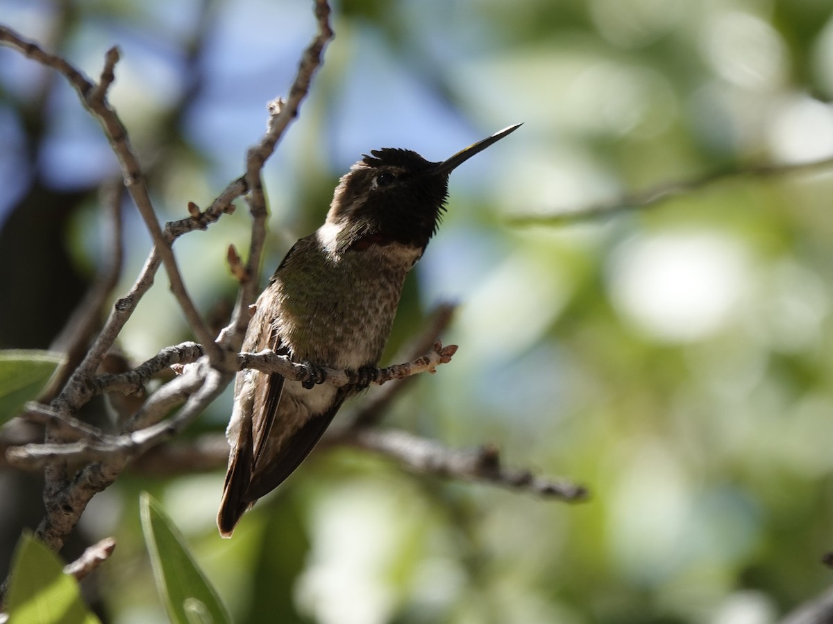 Anna's Hummingbird - ML619881978