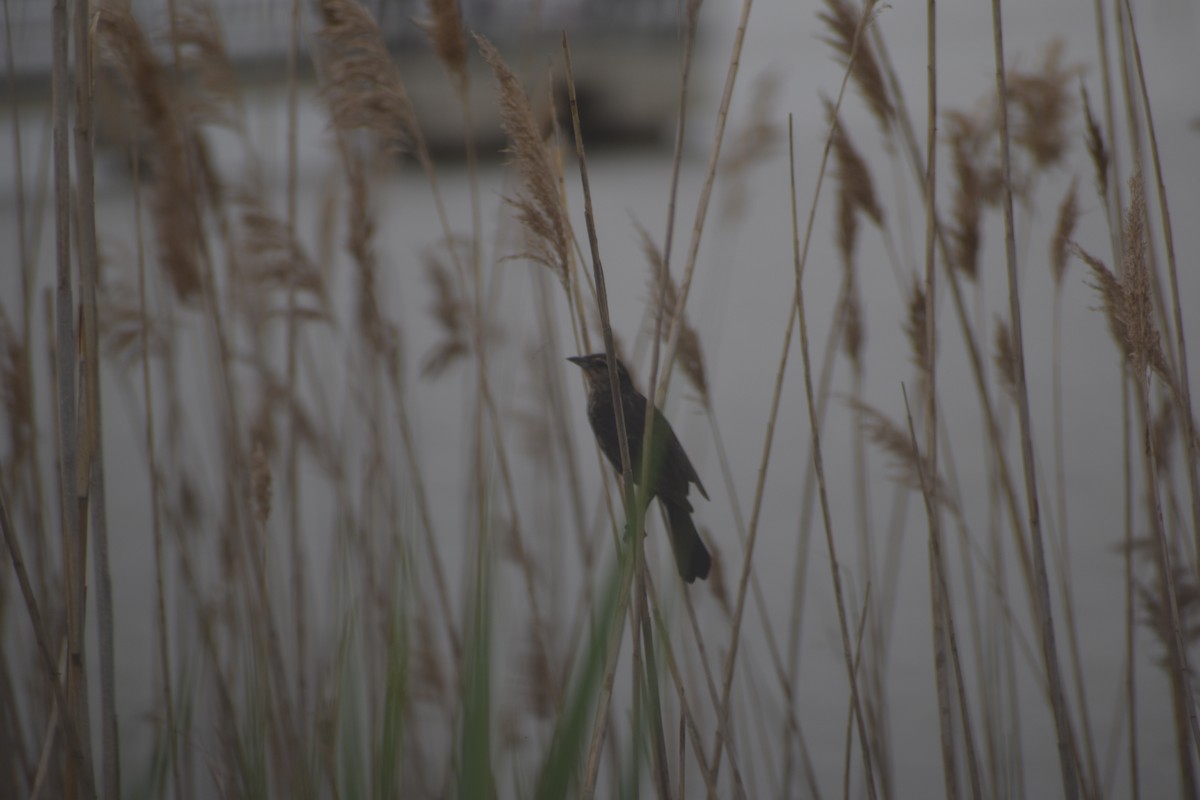 Red-winged Blackbird - ML619881979