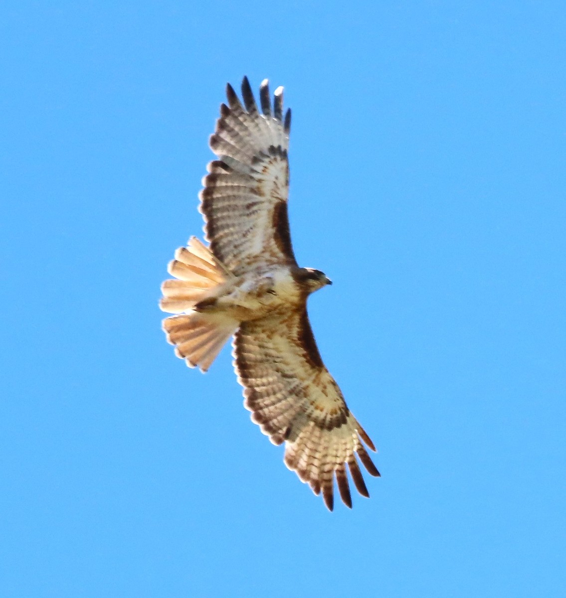 Red-tailed Hawk - ML619881980
