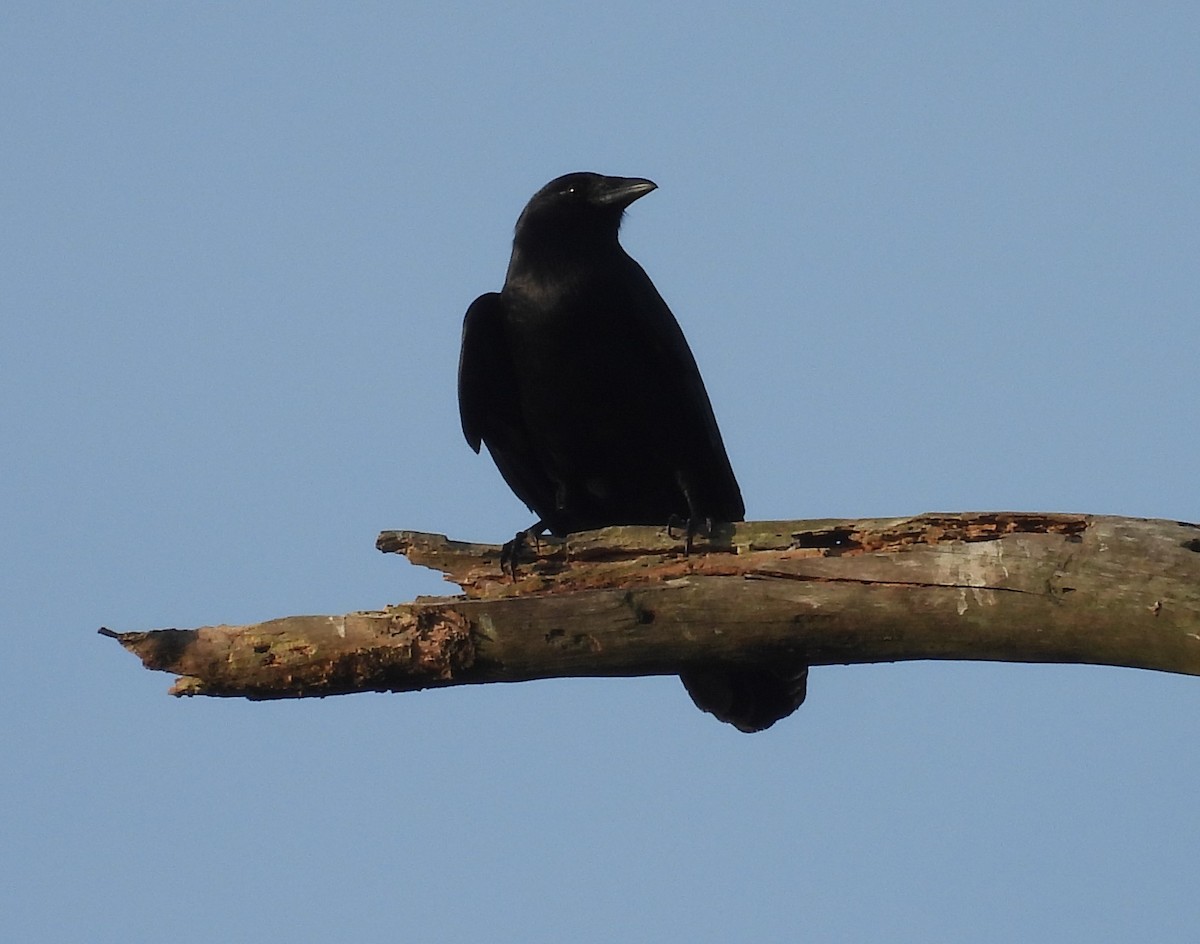 American Crow - ML619881987