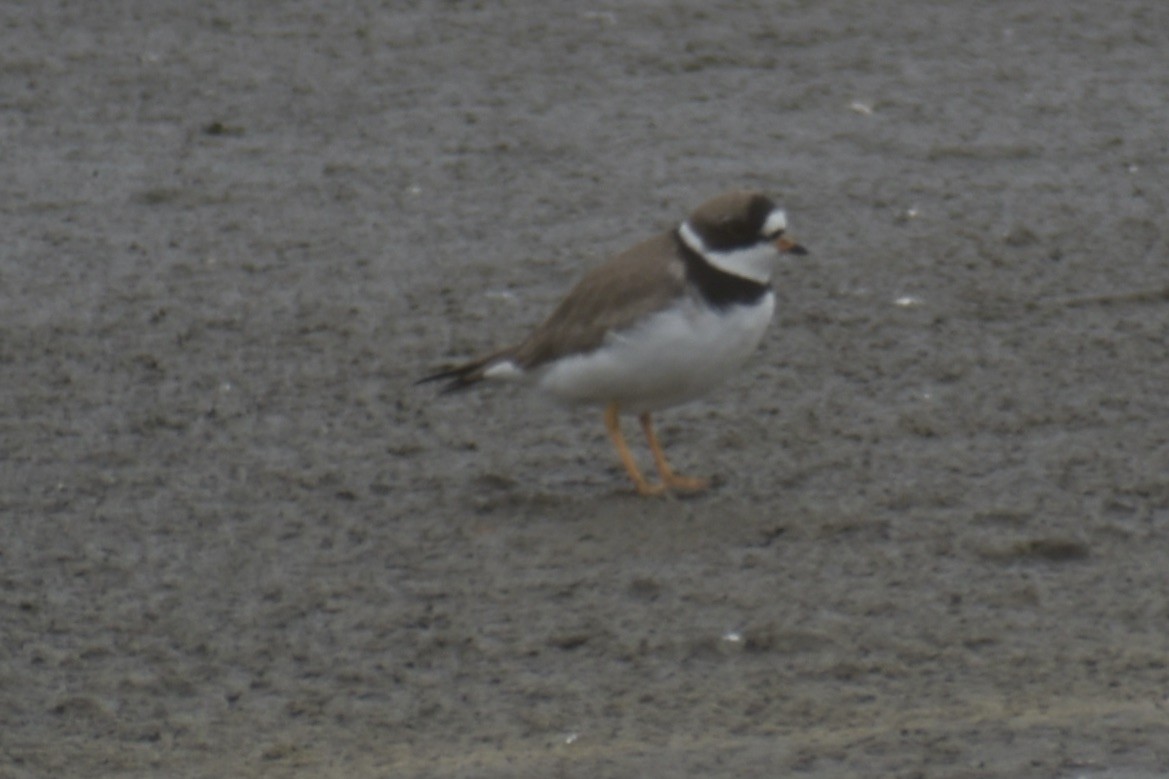 Semipalmated Plover - ML619881992