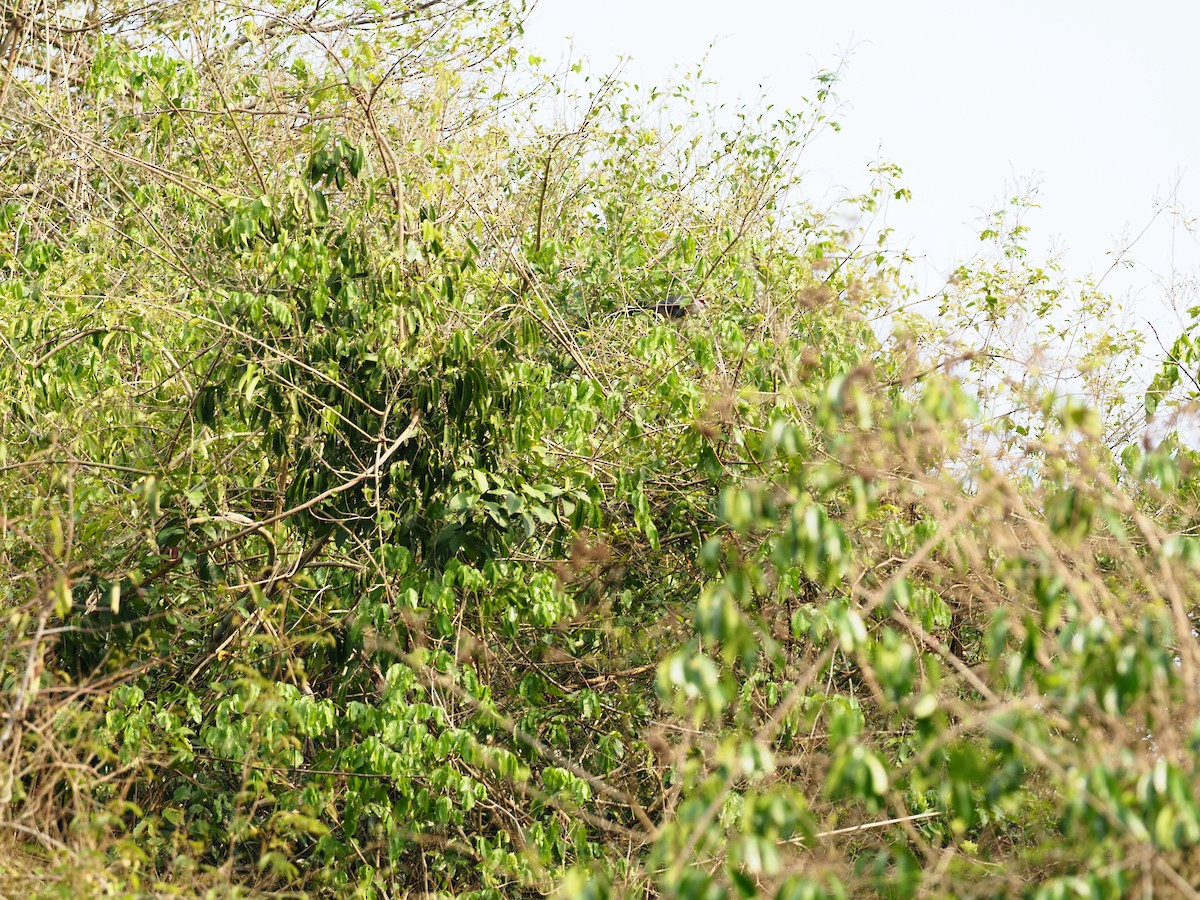 Green-billed Malkoha - ML619882002