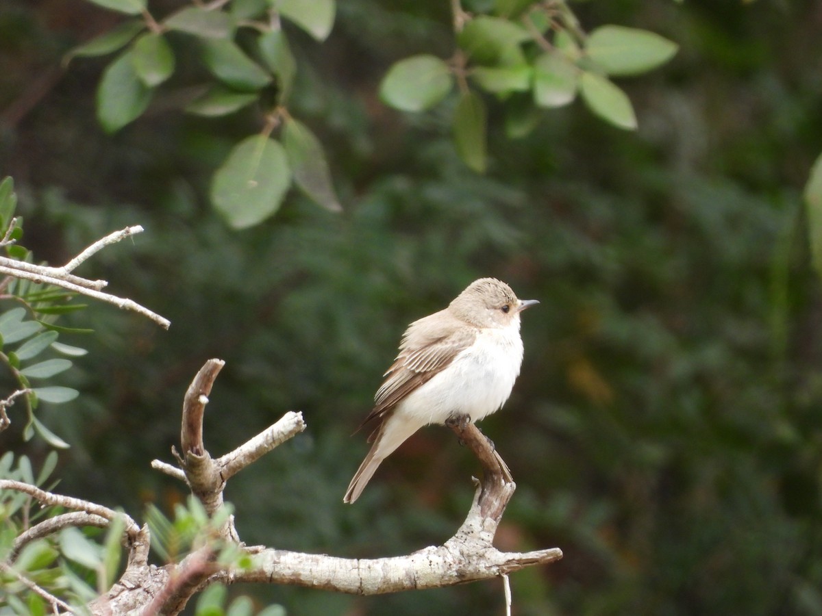 Spotted Flycatcher - ML619882004