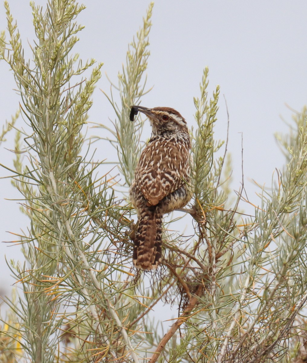 Cactus Wren - ML619882029