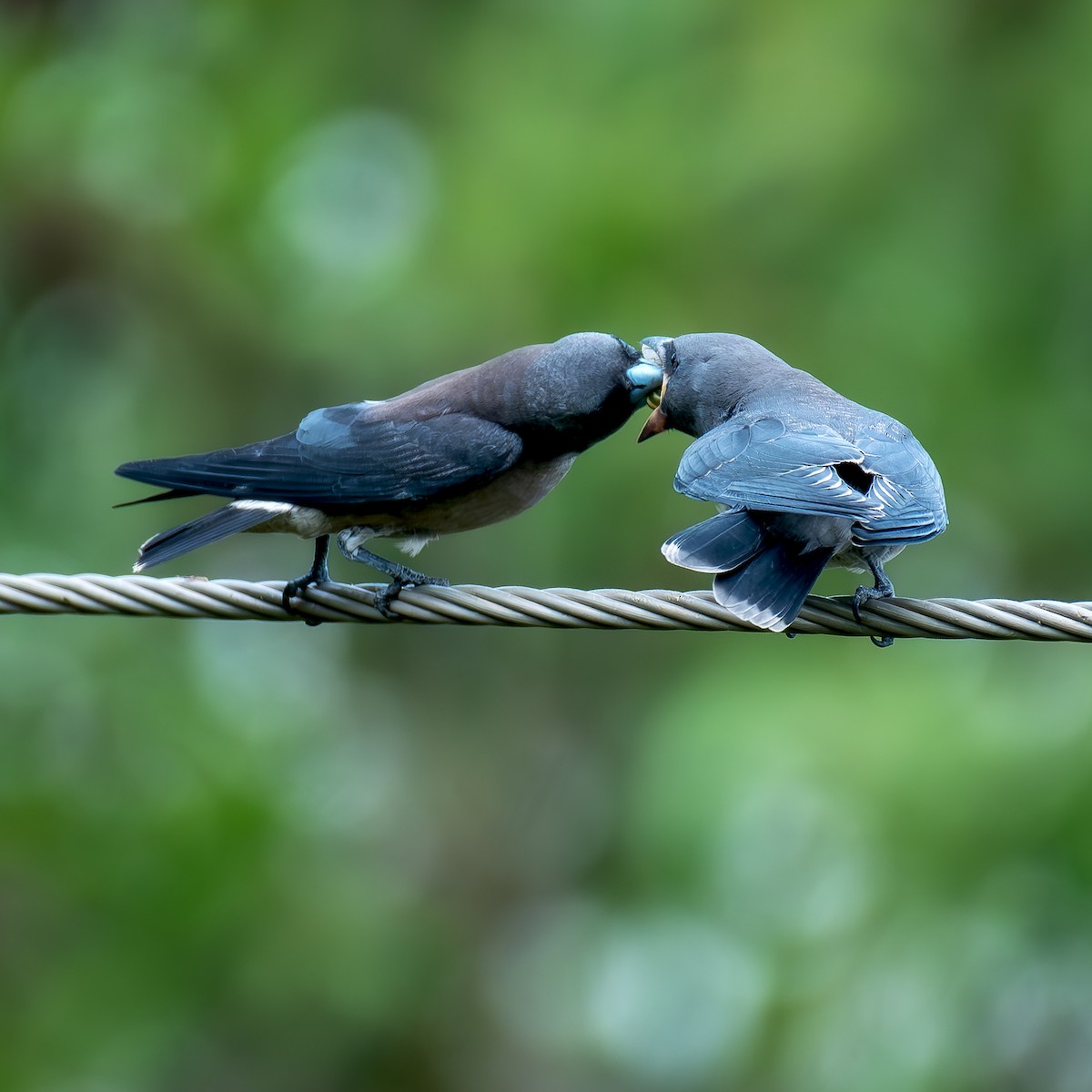 Ashy Woodswallow - ML619882055