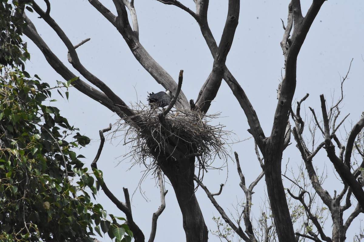 Asian Woolly-necked Stork - ML619882059