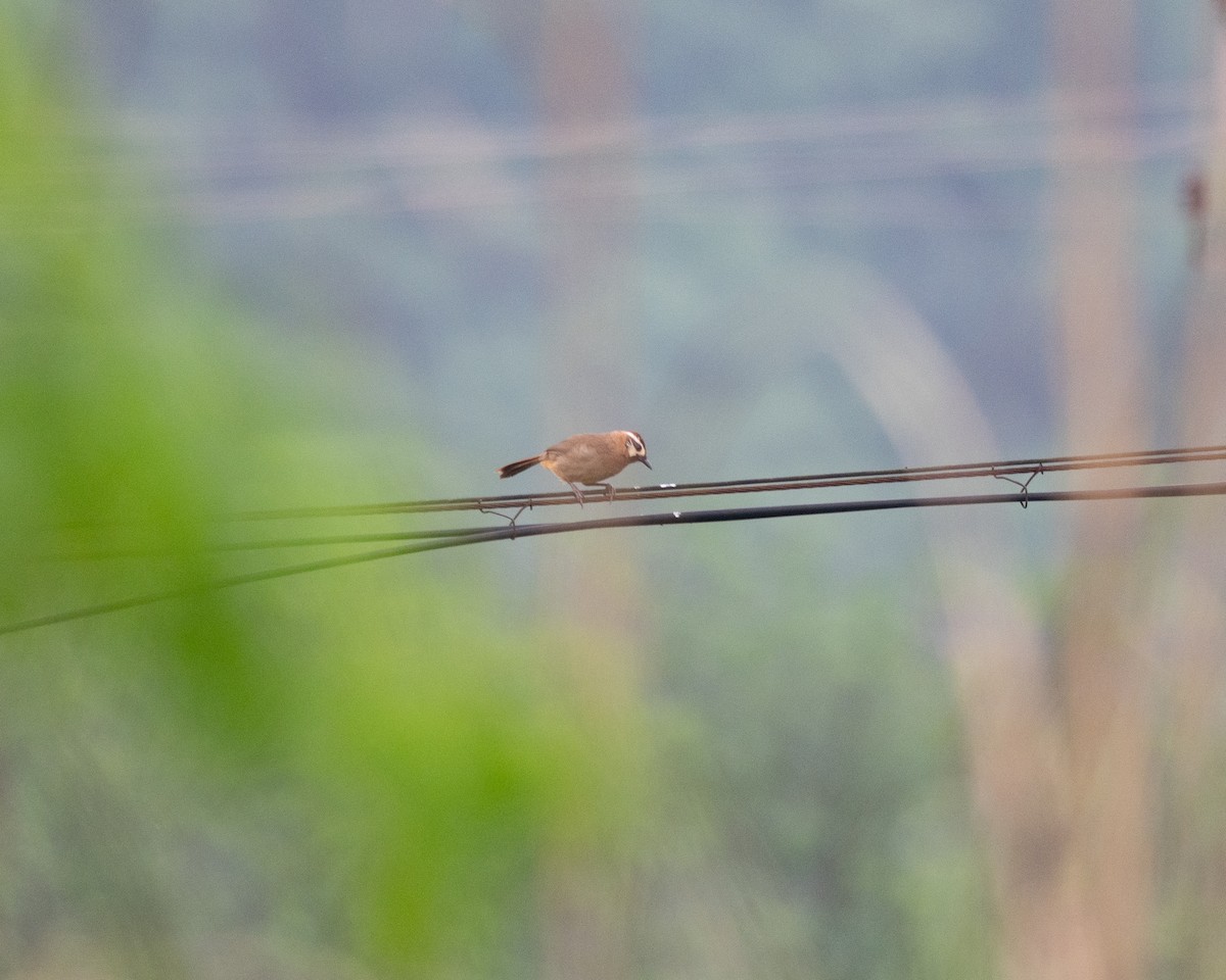 White-browed Laughingthrush - ML619882090