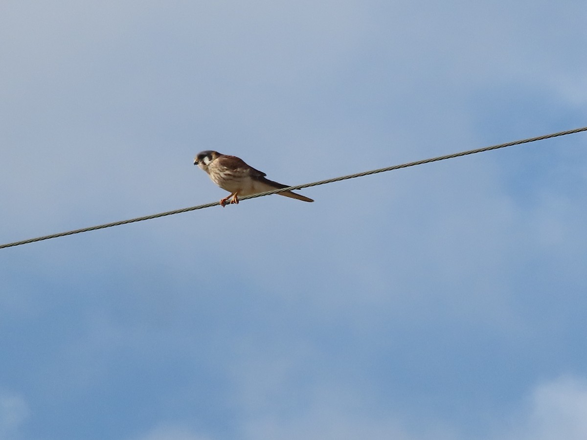 American Kestrel - ML619882091