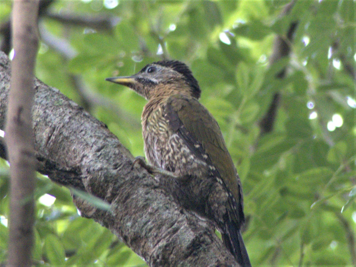 Laced Woodpecker - ML619882112