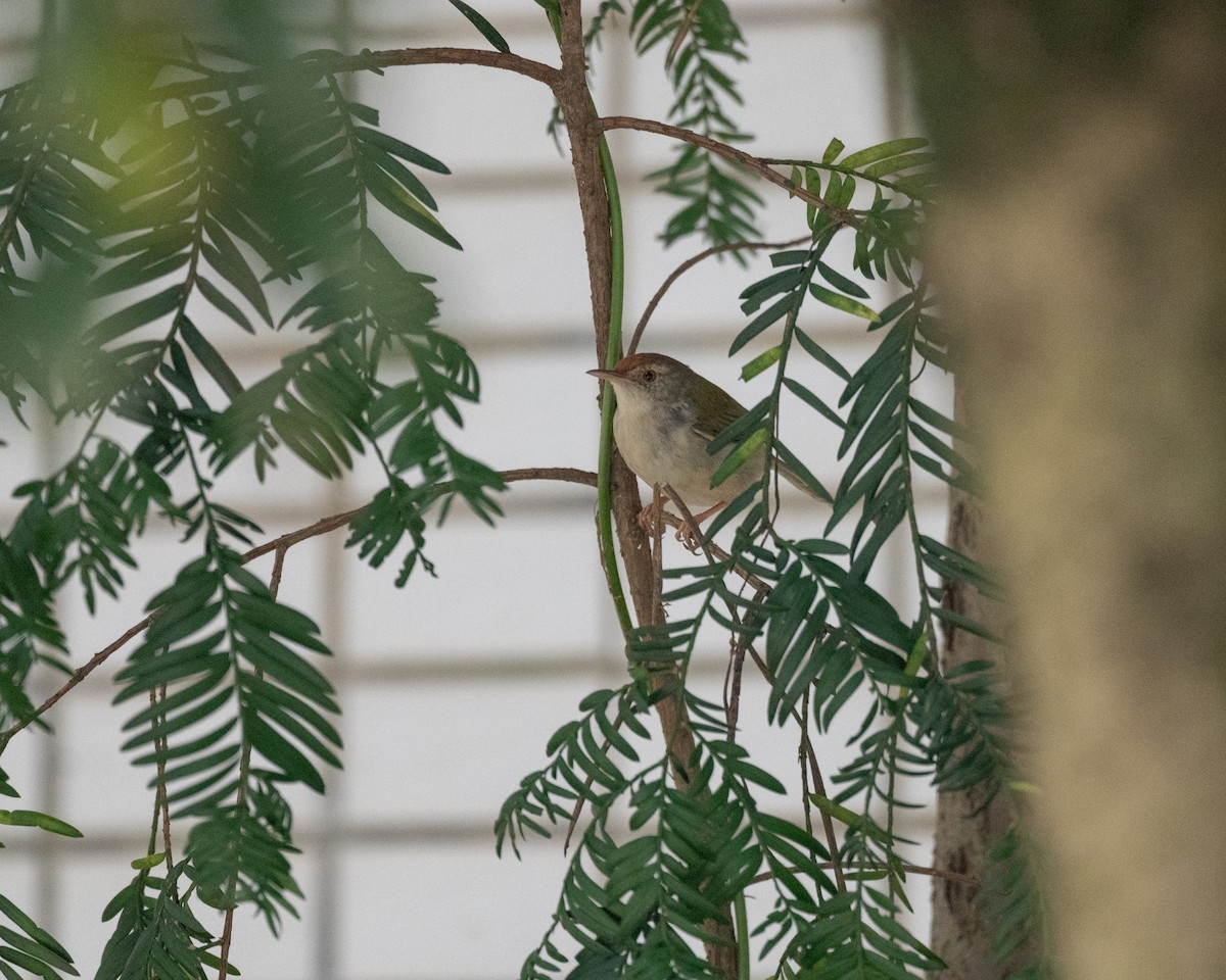 Common Tailorbird - ML619882113