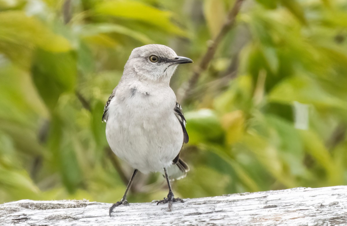 Northern Mockingbird - ML619882121