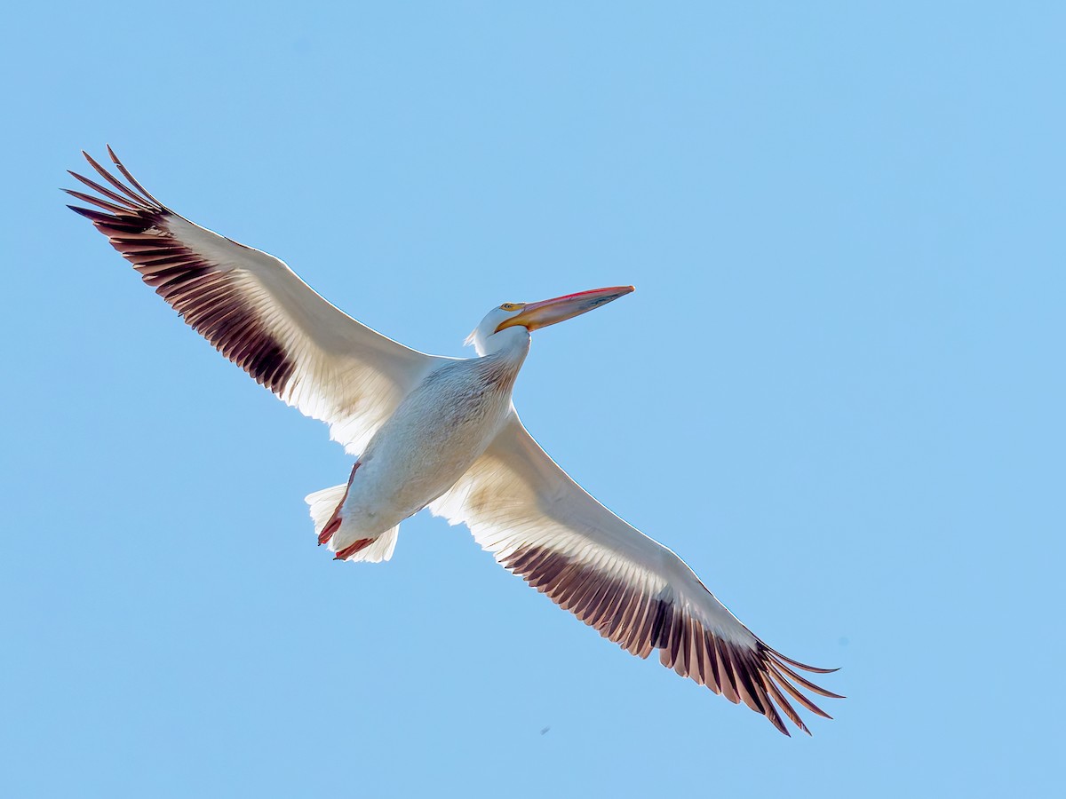 pelikán severoamerický - ML619882132