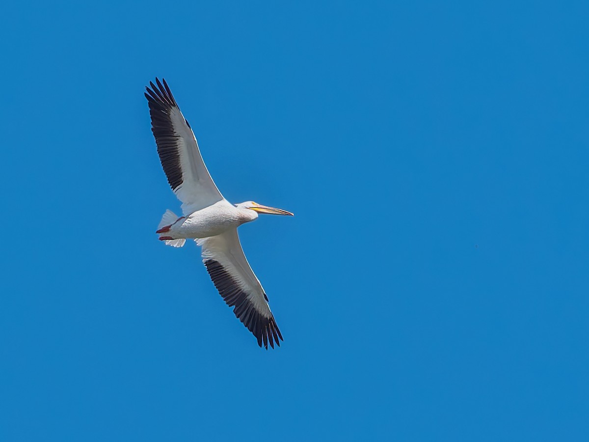 American White Pelican - ML619882133