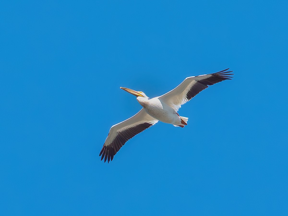 American White Pelican - ML619882134