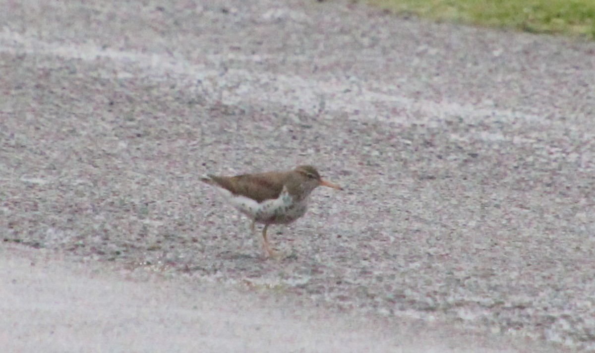 Spotted Sandpiper - ML619882139