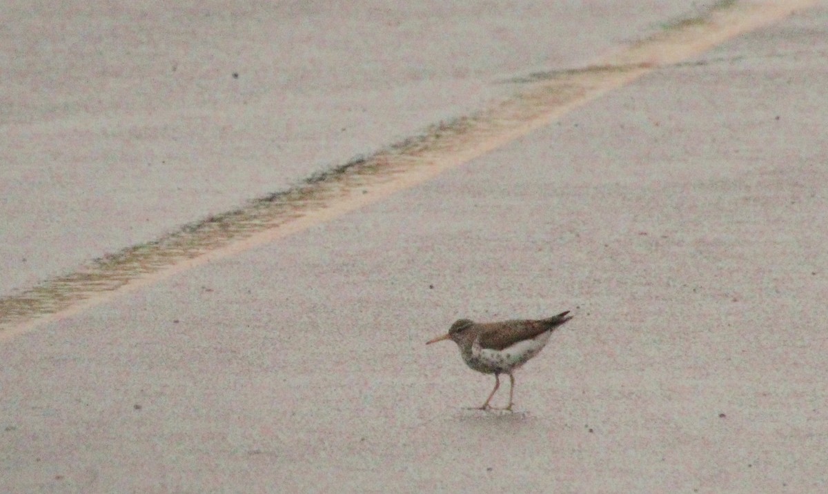 Spotted Sandpiper - ML619882141