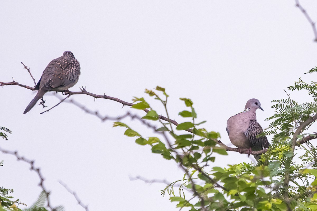 Spotted Dove - ML619882144