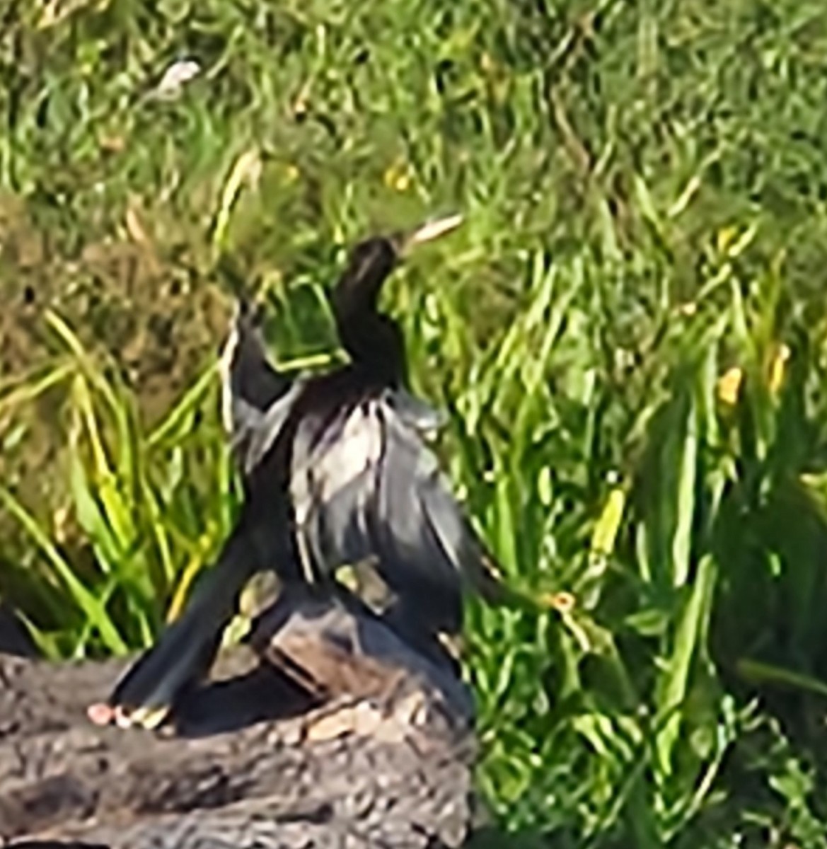 Anhinga - ML619882170