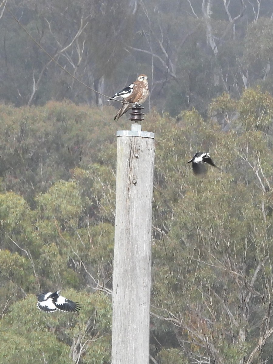 Brown Falcon - ML619882171