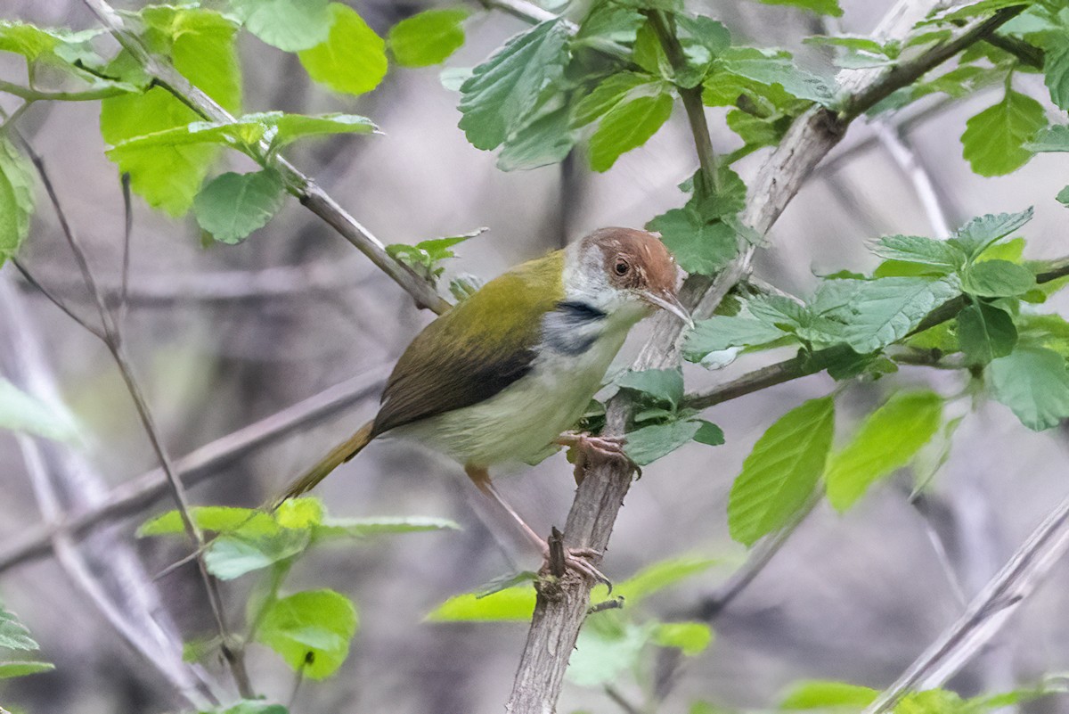 Common Tailorbird - Ravi Jesudas