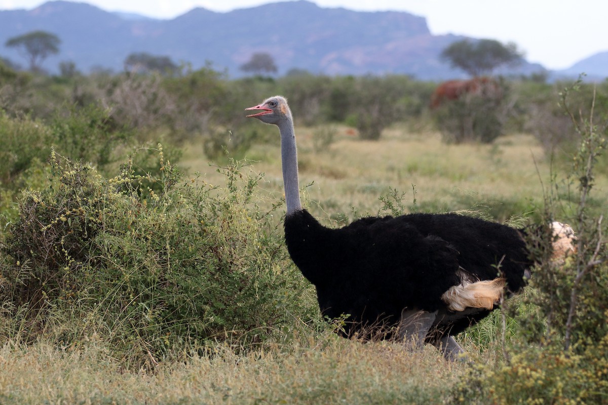 Somali Ostrich - ML619882181