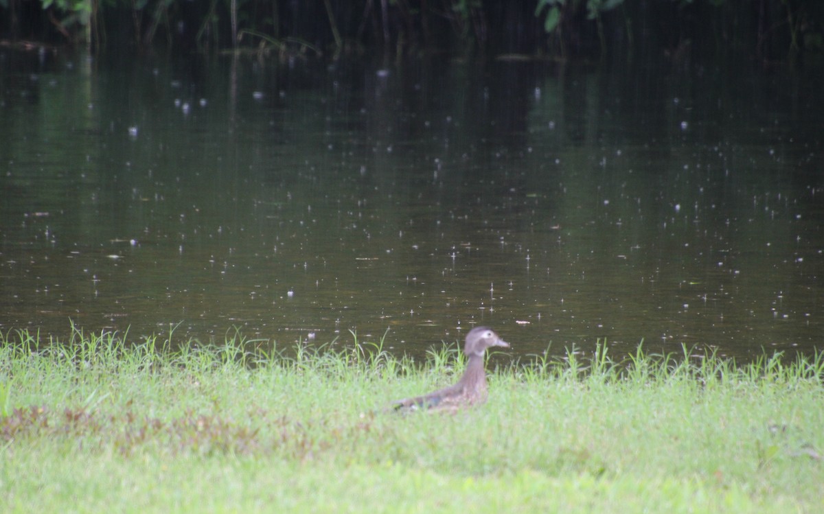 Wood Duck - ML619882188