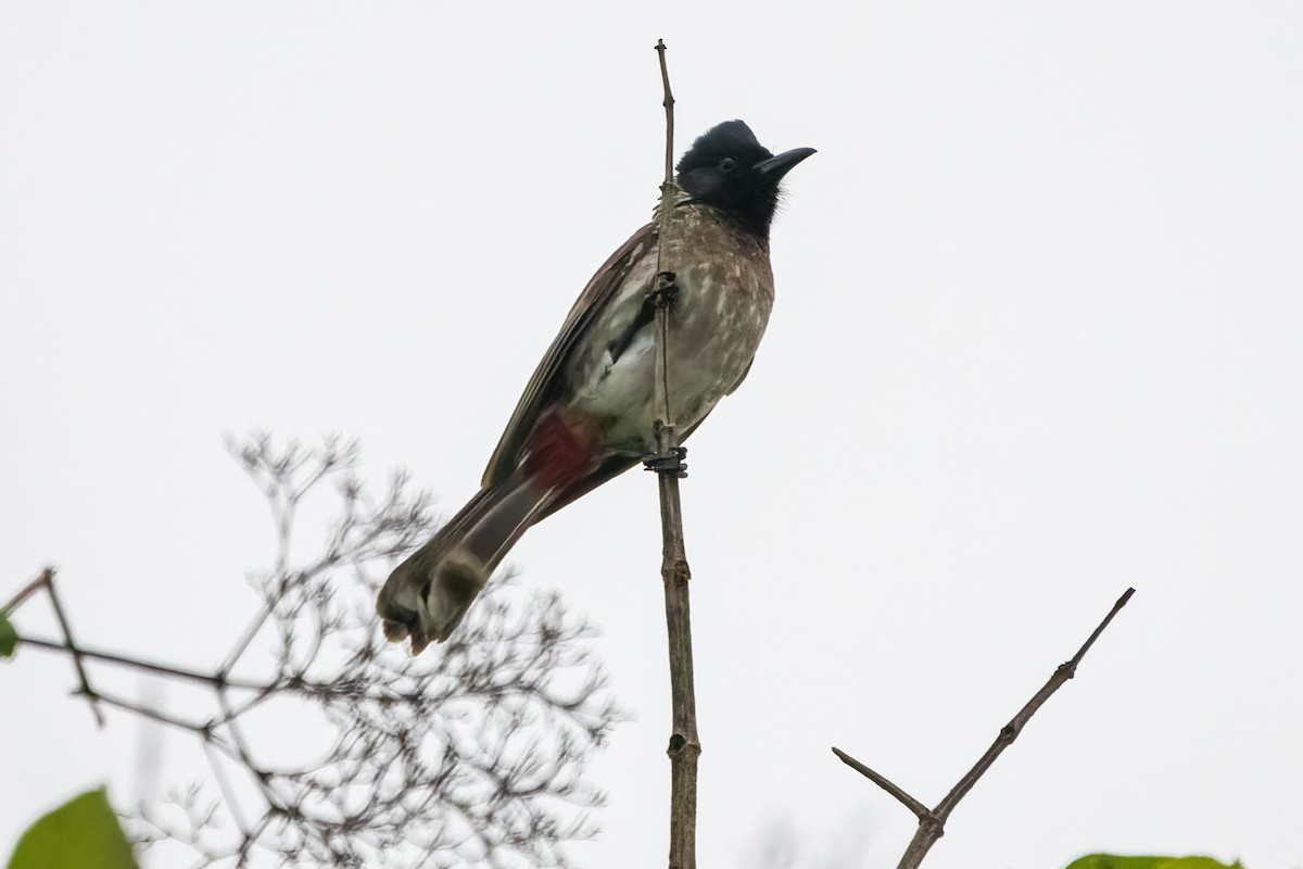 Red-vented Bulbul - ML619882193