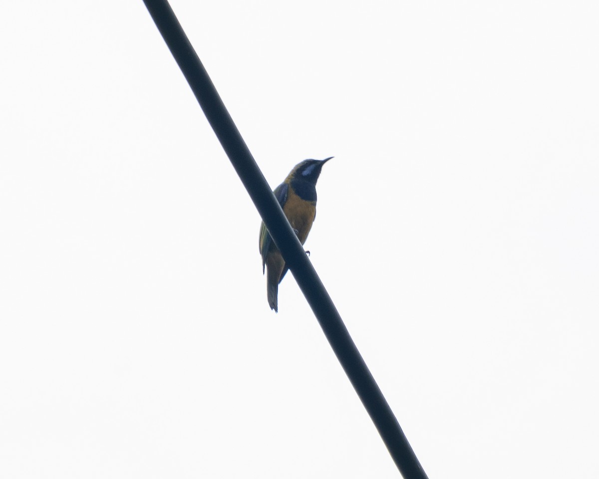 Orange-bellied Leafbird (Grayish-crowned) - ML619882196