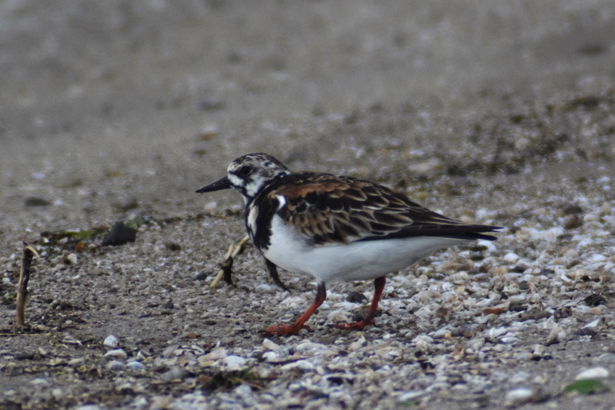 Ruddy Turnstone - ML619882209