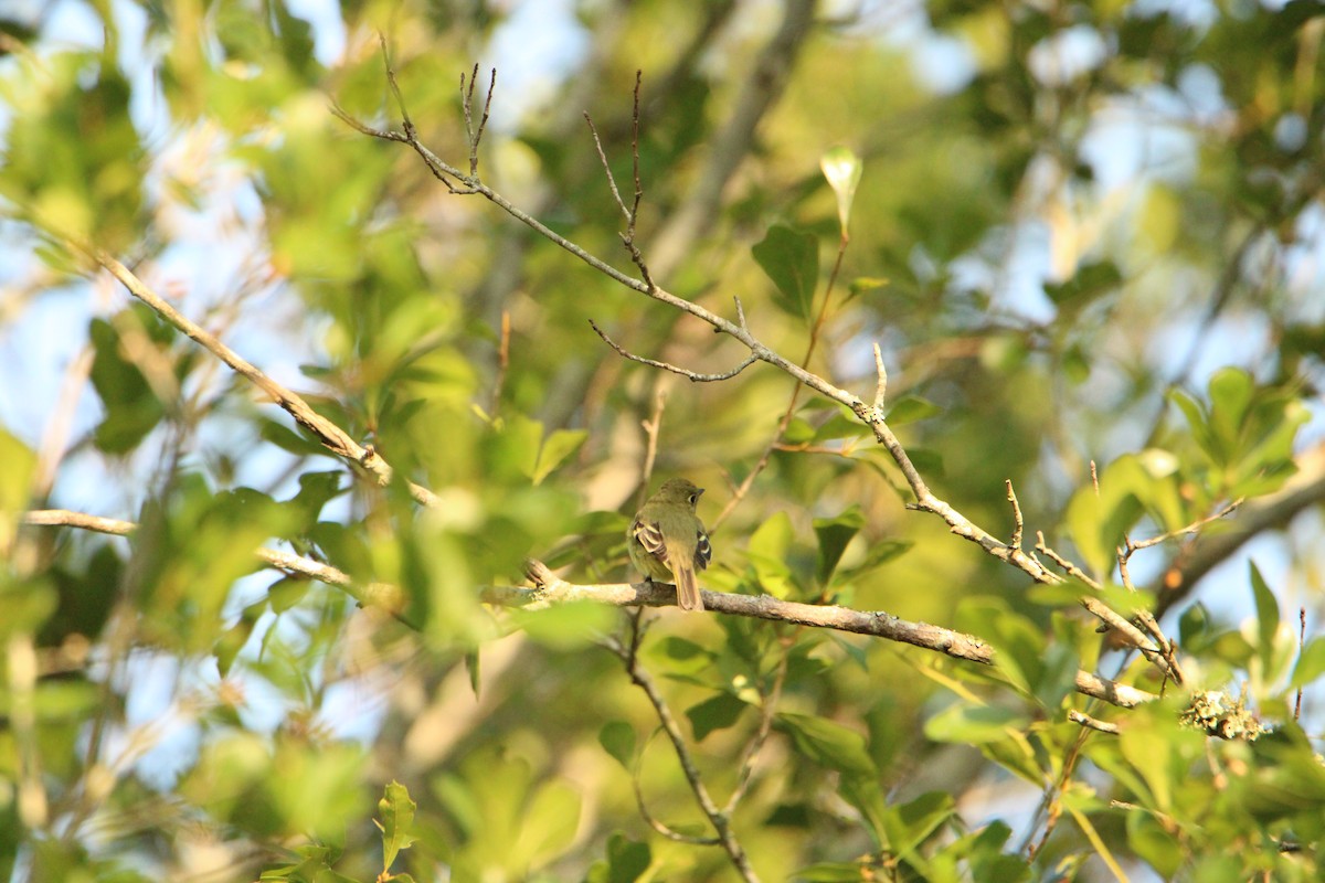 Yellow-bellied Flycatcher - ML619882214