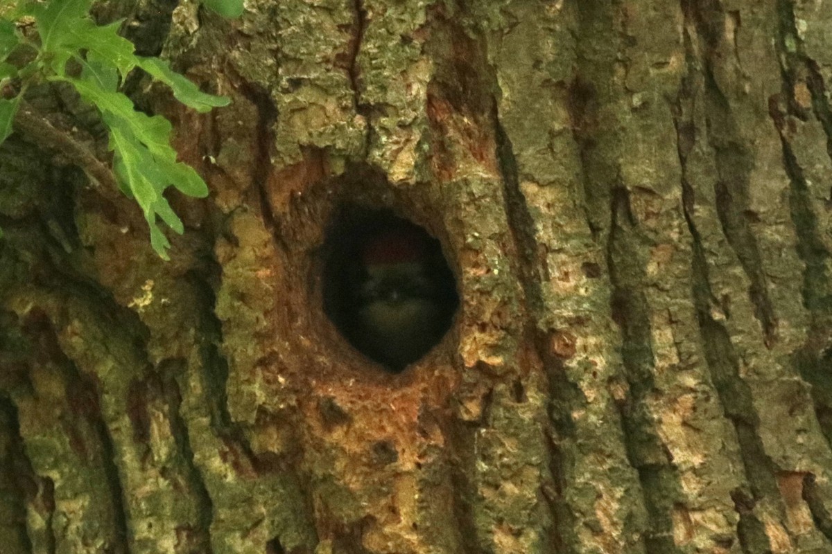 Great Spotted Woodpecker - ML619882217