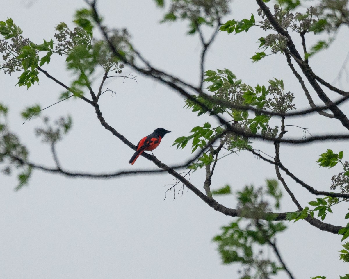 Scarlet Minivet (Scarlet) - ML619882228