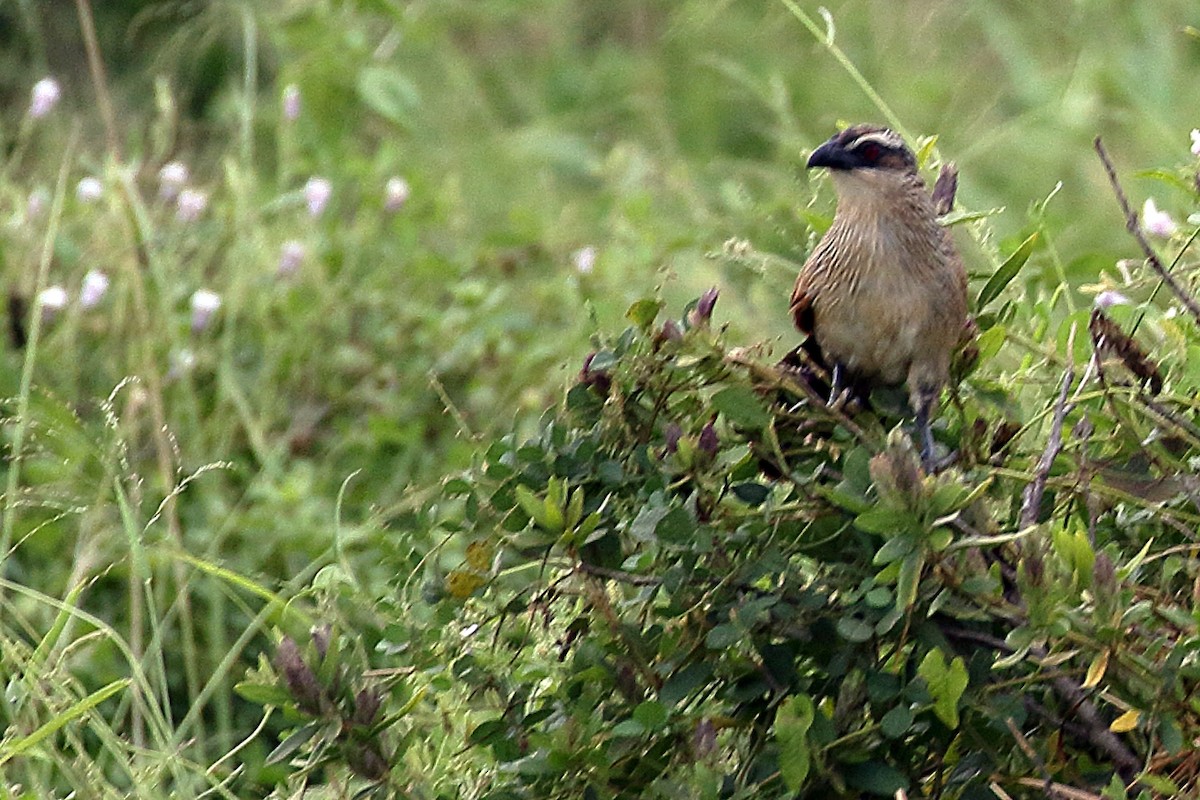 White-browed Coucal - ML619882235