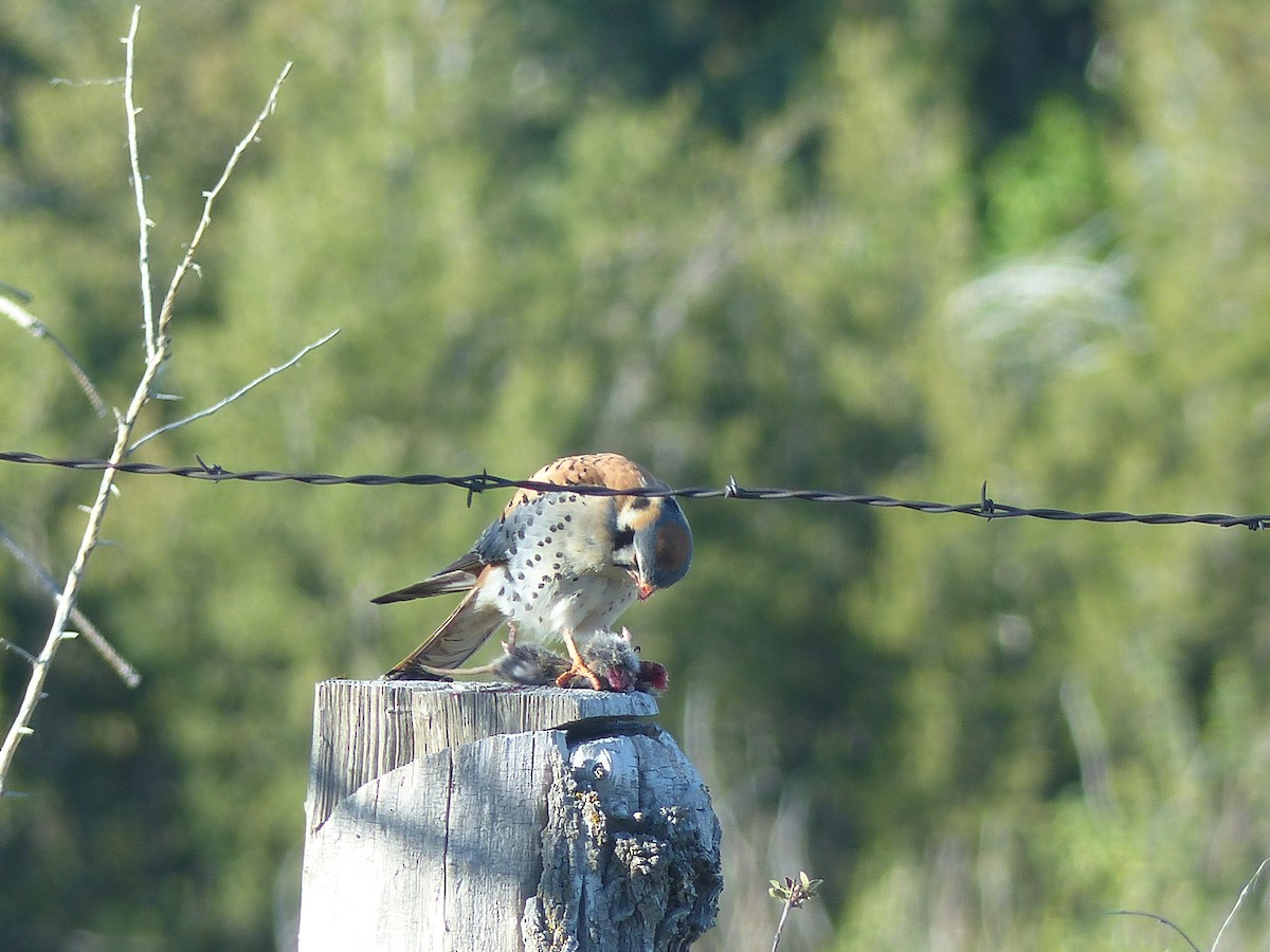 American Kestrel - ML619882237