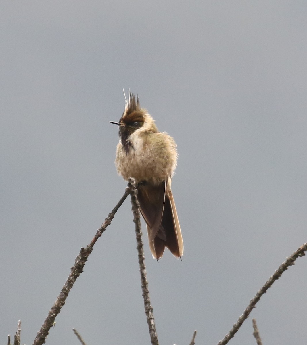 kolibřík tolimský - ML619882243
