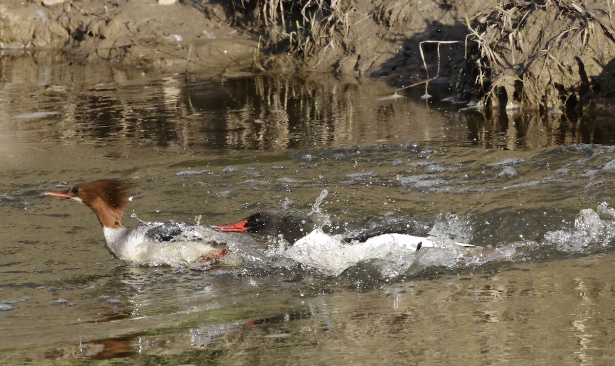 Common Merganser - ML619882258