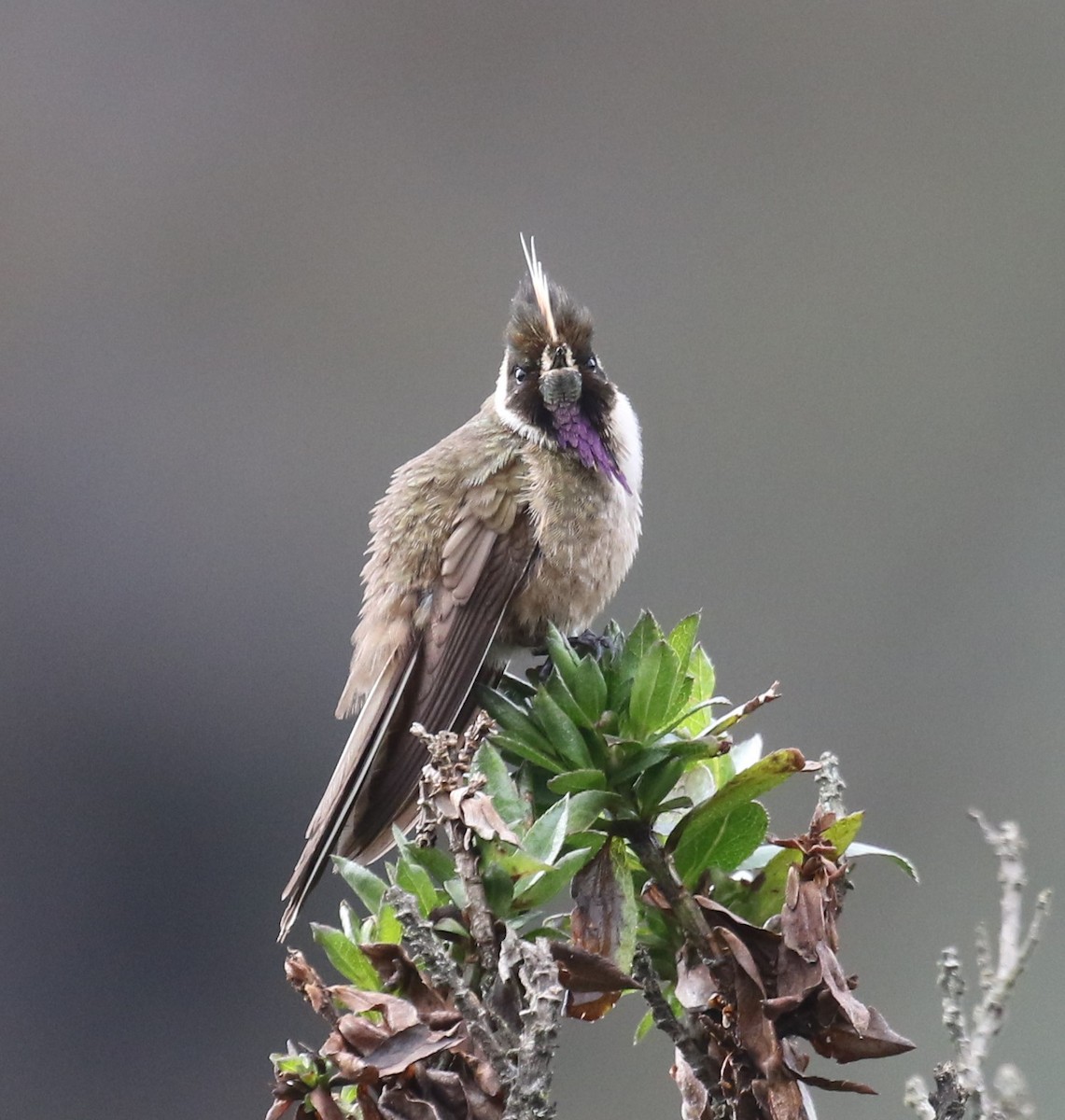 kolibřík tolimský - ML619882267