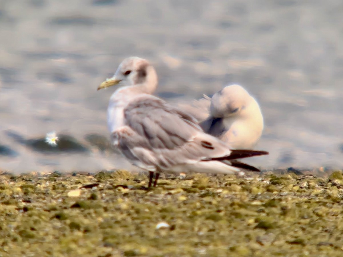 Mouette tridactyle - ML619882271