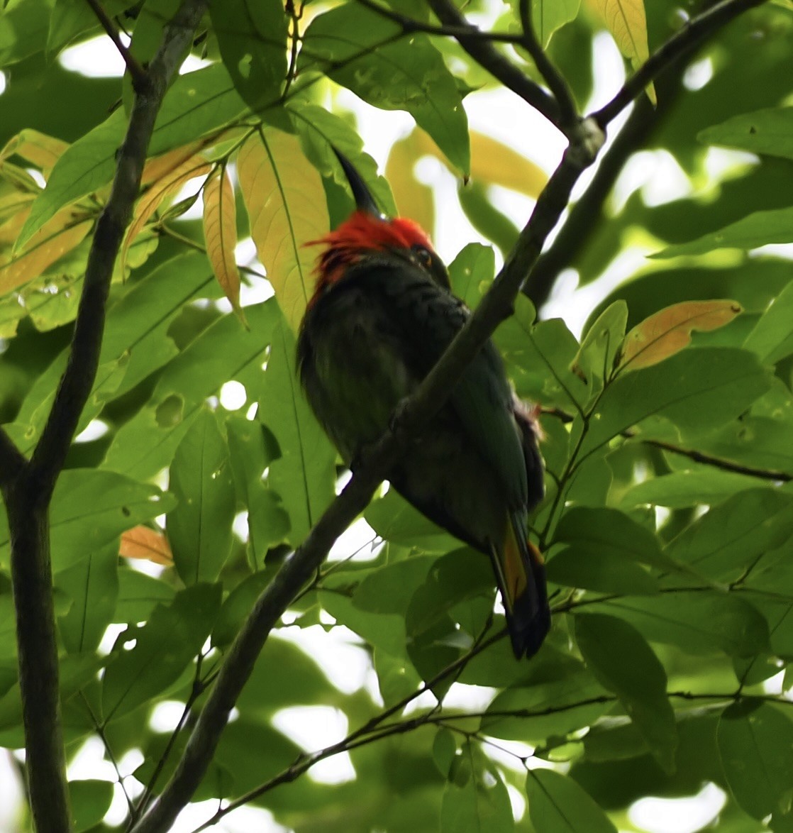 Red-bearded Bee-eater - ML619882275