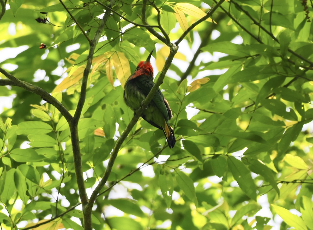Red-bearded Bee-eater - ML619882276