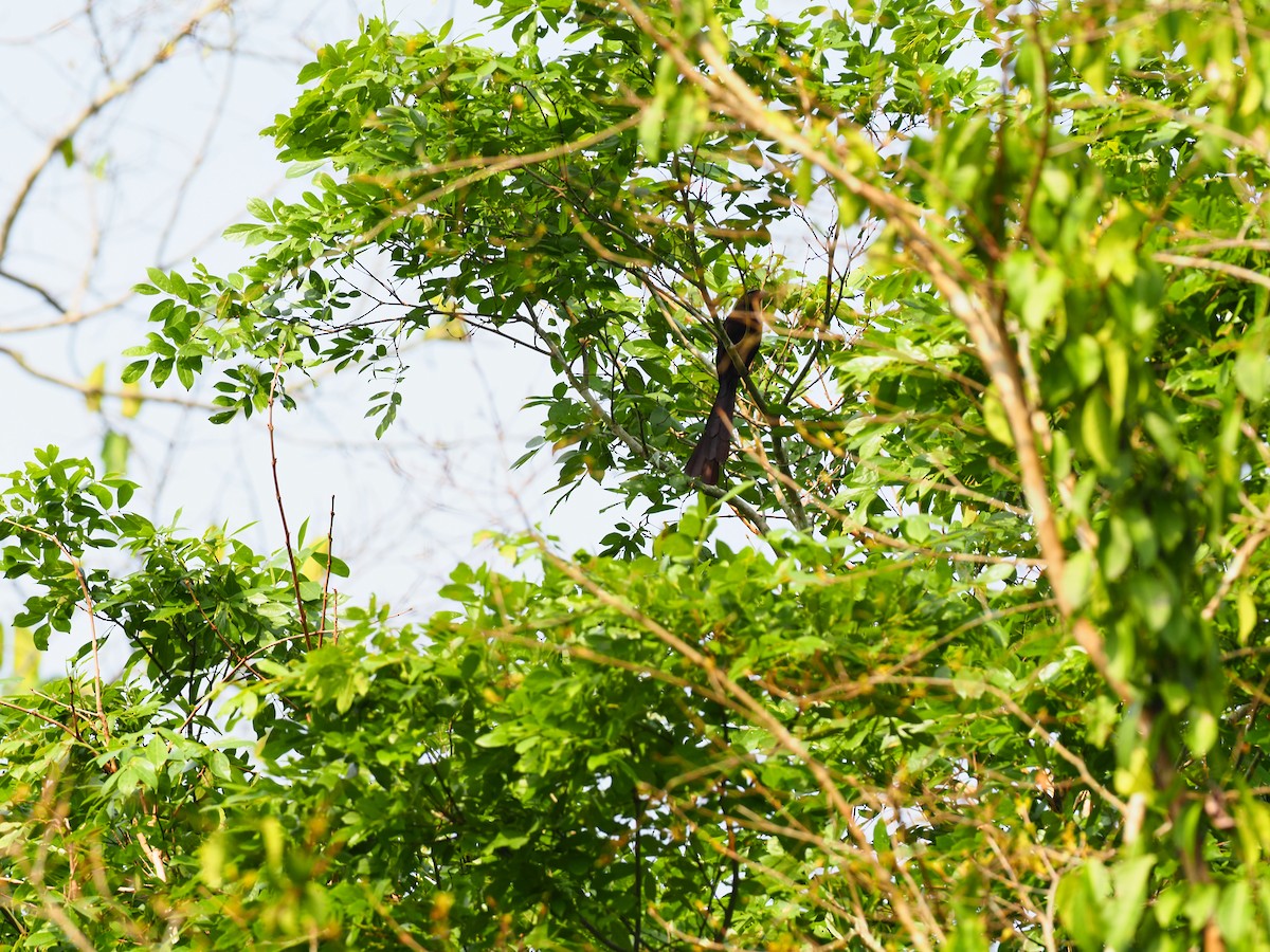 Racket-tailed Treepie - ML619882279